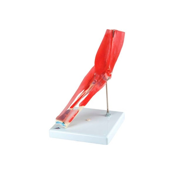 3B Anatomical Model - Elbow Joint with Removable Muscles, 8-Part